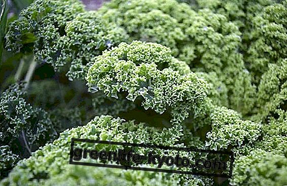 Kale nebo kale: vlastnosti, výhody a recepty