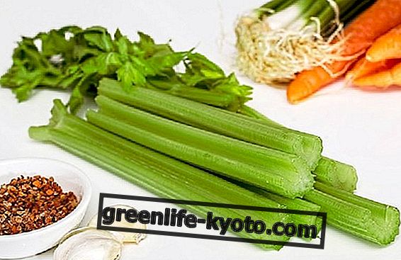 Celery, an ally for health