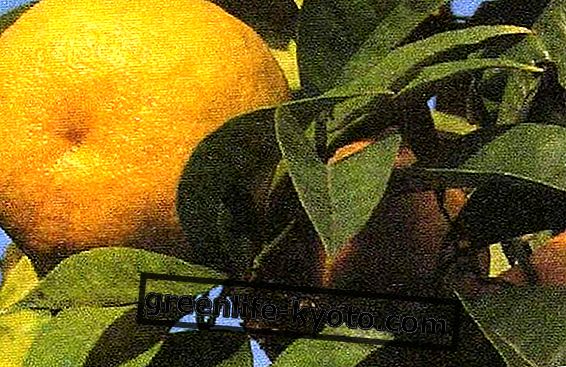 नारंगी।  विटामिन सी का स्रोत