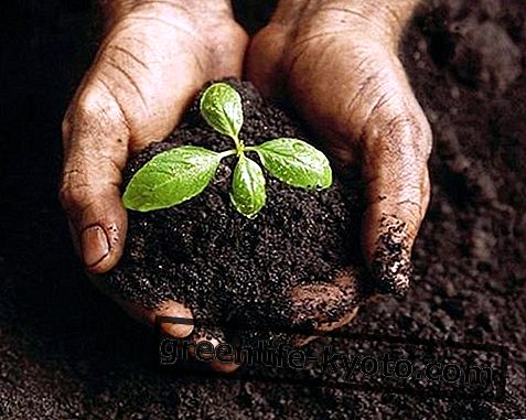 Ekologická hnojiva a přírodní hnojiva, co jsou a jak je používat