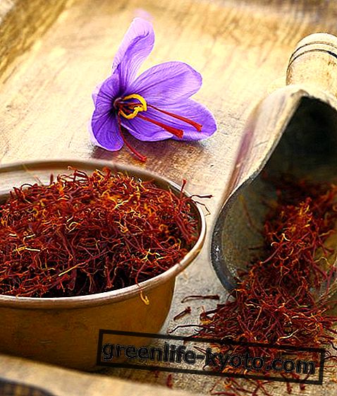 Saffron: properties, use, nutritional values