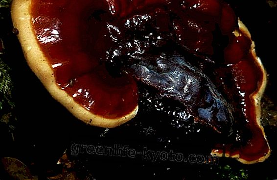 Ganoderma Lucidum on kaalulanguse seene