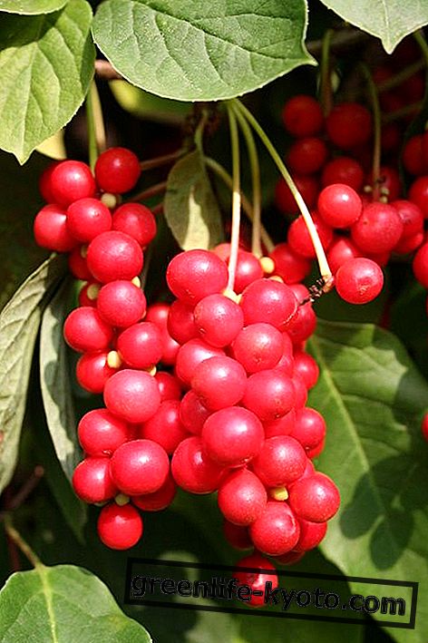 Berry av 5 smaker: egenskaper, fordeler, hvordan å spise