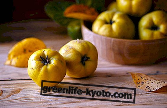 Quince, the autumn fruit to be rediscovered