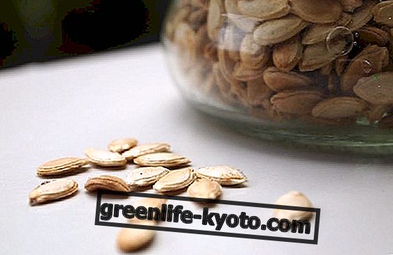 Dýňové semená: 5 jednoduchých a chutných receptov