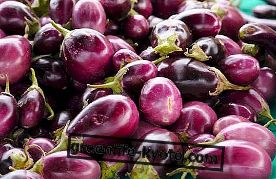 Top vegetable of July: aubergines