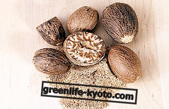 Nutmeg butter: properties and uses