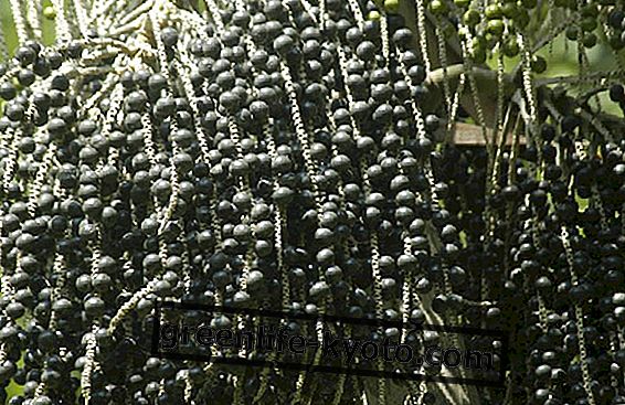 Ацаи бобице: суперфруит од Амазона
