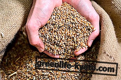 Harina de trigo timil, propiedades y uso.