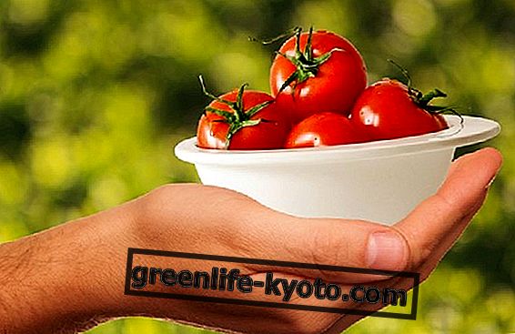 De ekstraordinære egenskapene til tomater