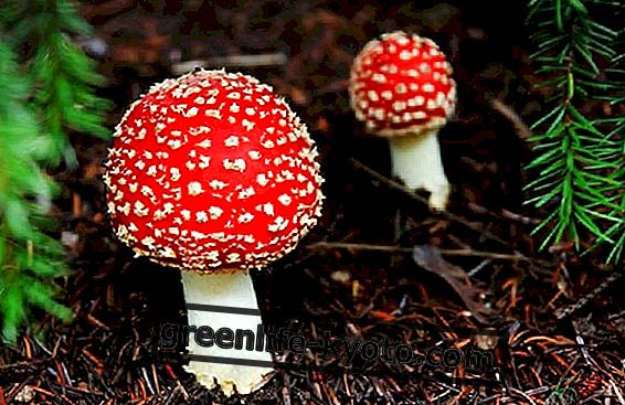 Mushrooms, how to avoid surprises