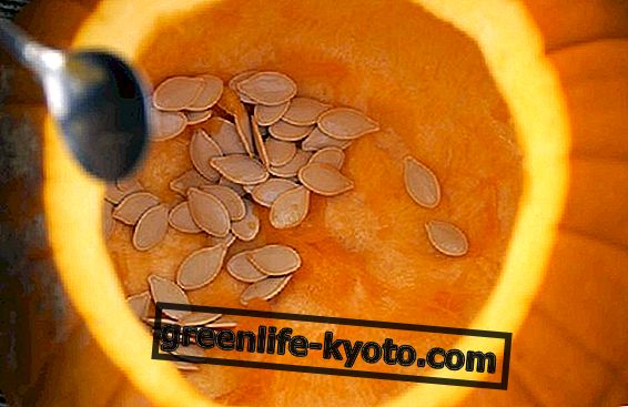 Pumpkin seeds: too many calories?