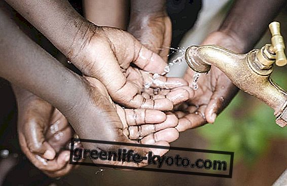Борьба с недоеданием и питьевой водой?  Возможно с Moringa Oleifera