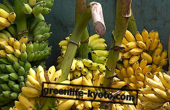 Zapomniane odmiany bananów