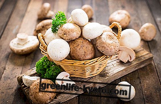 Ciuperci, proprietățile unui aliment mineralizat