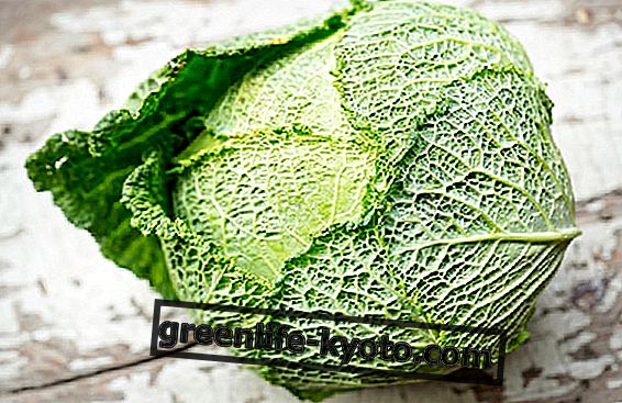 Savoy cabbage, the healing properties