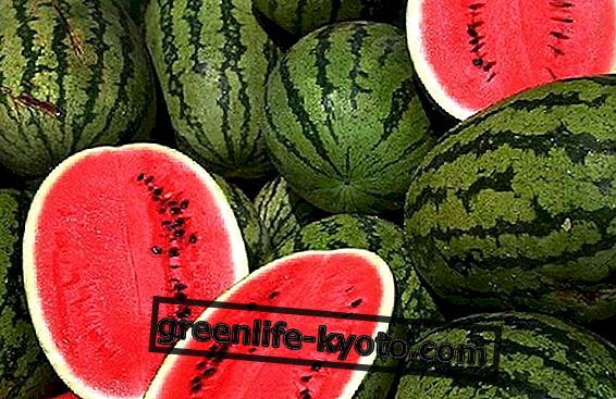 Wassermelone hilft uns, die Hitze zu bekämpfen