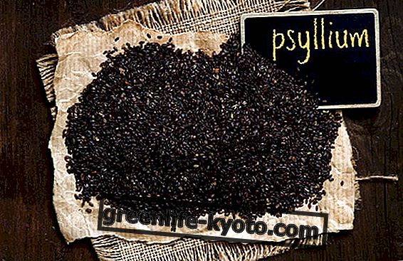 Psyllium fiber, how to take it