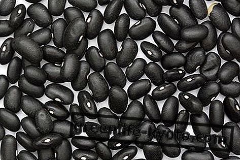Haricots noirs: propriétés, valeurs nutritionnelles, calories