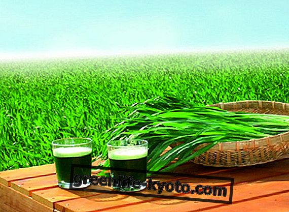 Barley grass juice: green gasoline for our body
