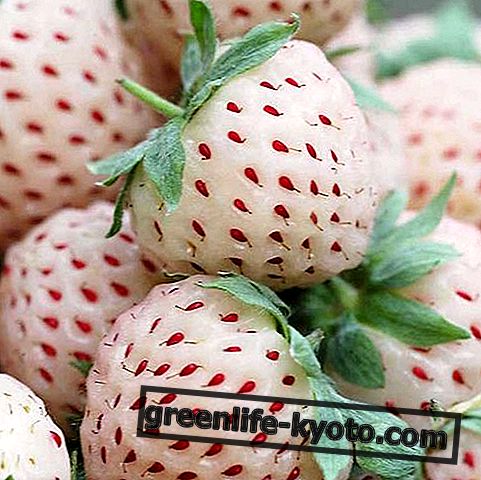 Pineberry: properties, benefits, how to eat