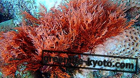 लाल शैवाल: गुण, उपयोग और मतभेद