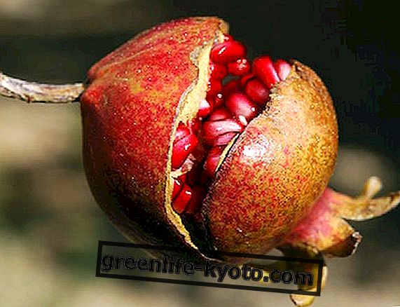 Granatapfel, die exotische Frucht aus den 1000 Eigenschaften