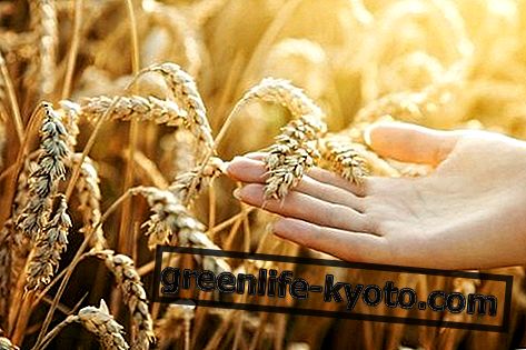 Пшенични мишићи: својства, нутритивне вриједности, рецепти
