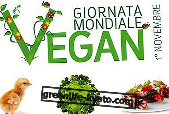 November veganer med World Vegan Day