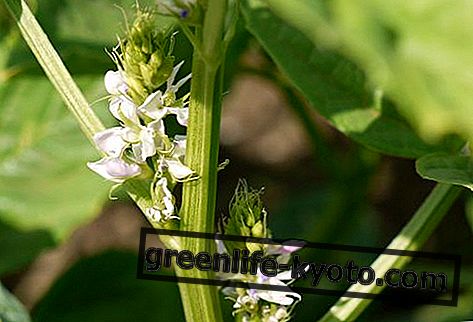 Борошно насіння гуару, властивості та використання