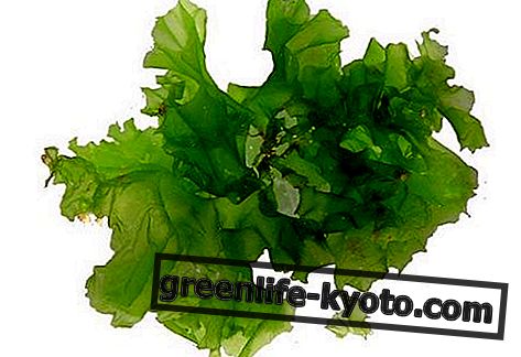 Algas verdes: propiedades, uso y contraindicaciones.