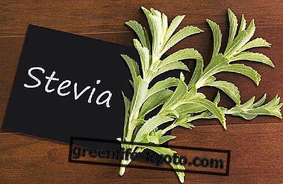 Onko Stevia todella syöpää aiheuttava?