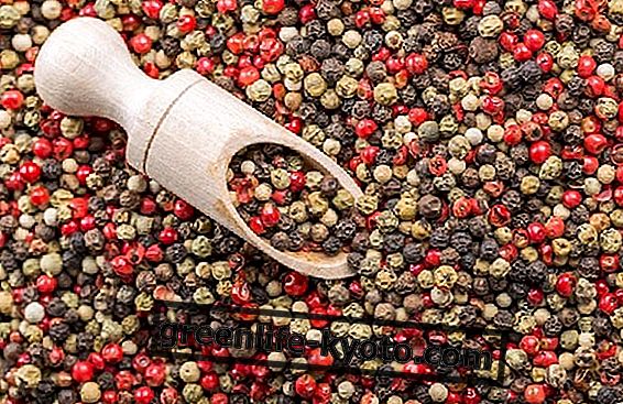 Pepper varieties and their use