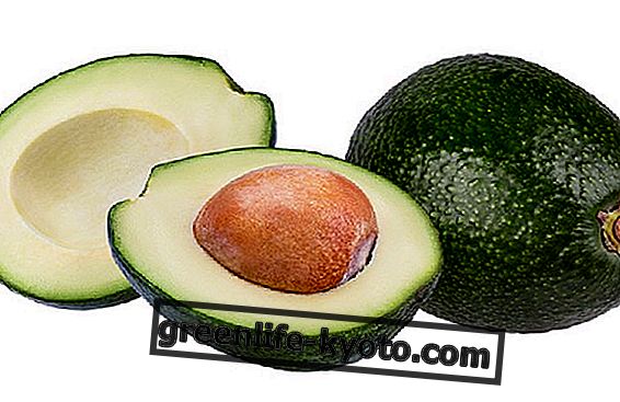 Avocado-Speck, Eigenschaften und Merkmale