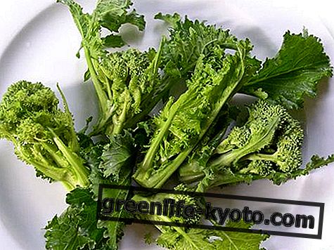 Turnip greens: properties, calories, recipes