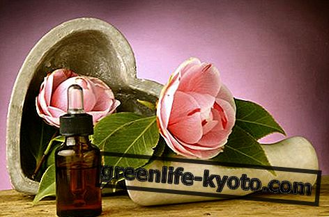 Egenskapene til Camellia frøolje