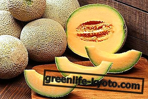 Melon: sifat, nilai pemakanan, kalori