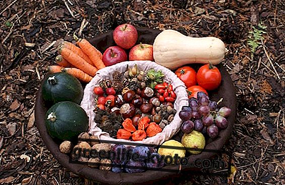 秋の果物と野菜