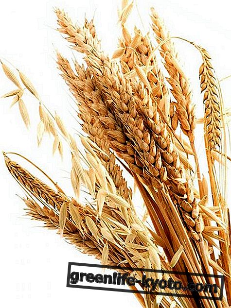 Wheat germ: properties, nutritional values, calories