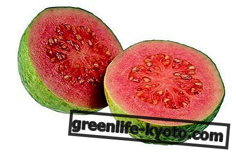 Guava: vlastnosti, výhody, ako jesť