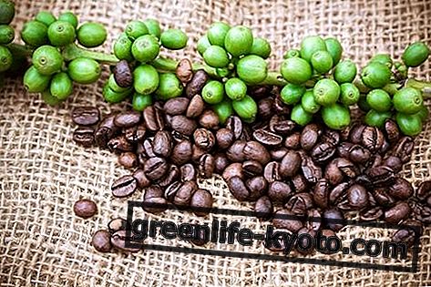 Cafea: descriere, proprietăți, beneficii