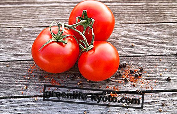 Tomato, solar fruit