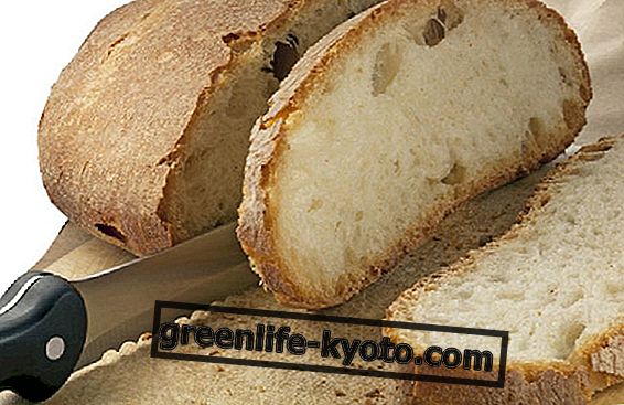 Chléb na světě