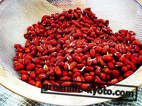 Azuki bean sprouts: properties, benefits and use