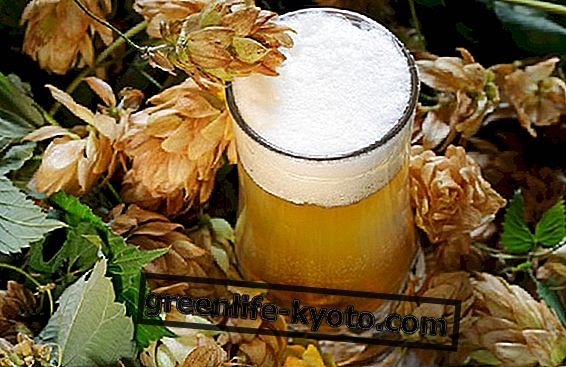 Hoa bia và bia, một liên kết không thể tách rời