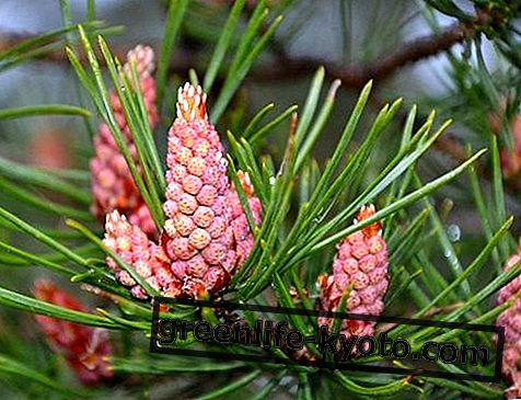 Pine, всички на цветето на Бах