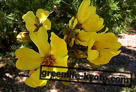 Kapok Bush, australský květinový lék