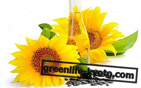 Sunflower oil: characteristics, properties and use