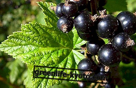 Black currant: plant with an action similar to cortisone