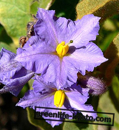 Looduslik kartuli Bush, Austraalia lille parandusvahend